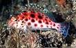 Spotted Hawkfish